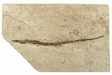 Fossil Pipefish (Syngnathus) - California #293915-1